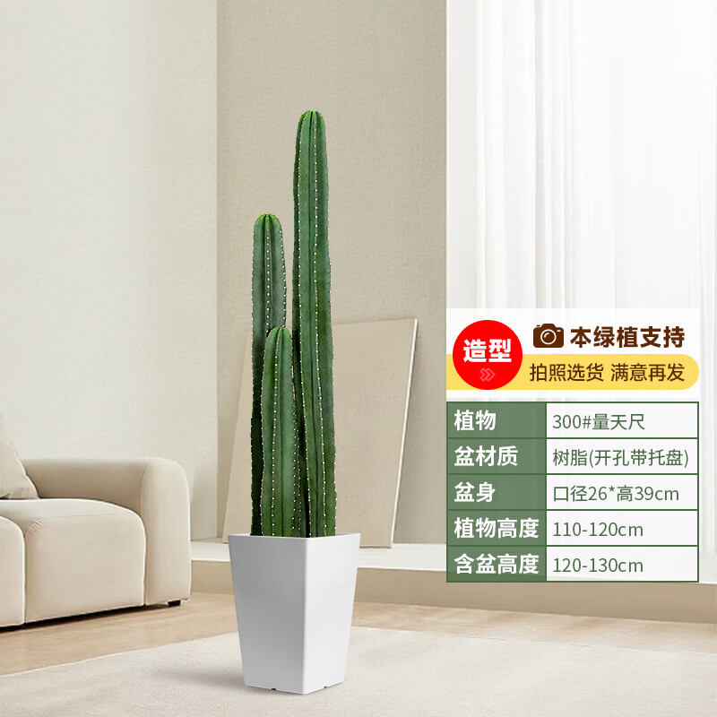 手耕田量天尺仙人柱仙人掌多肉植物大颗好养活室内客厅落地大号绿植盆栽 精品三株量天尺高1.1-1.2米梯形 含盆