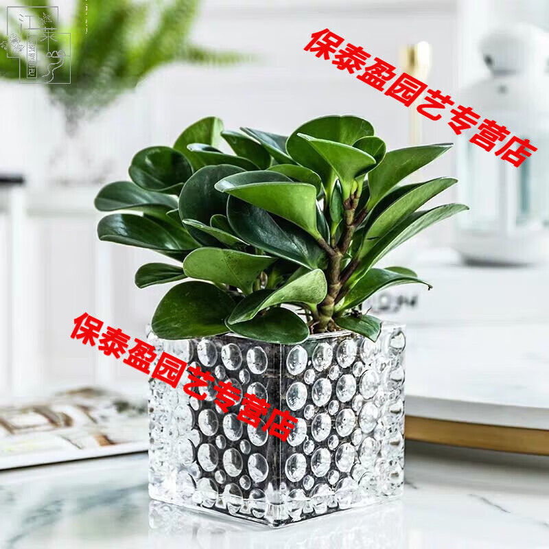 LZJV简约加厚正方形水培玻璃花盆透明方缸水养绿萝睡莲铜钱草玻璃 15*15厘米珠点四方缸