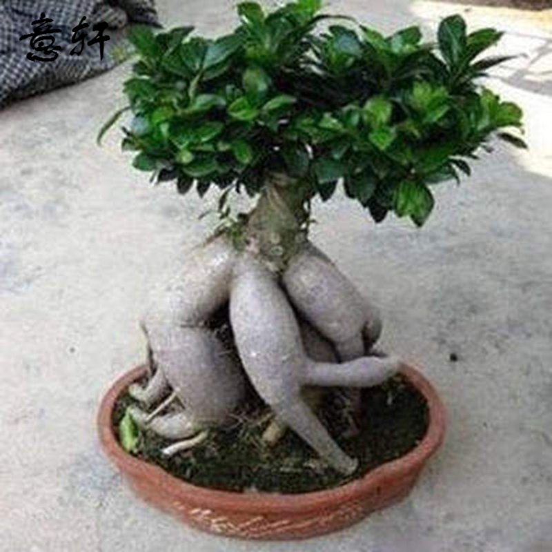 四季常青耐寒榕树造型树桩盆景苗室内植物人参榕小叶榕树盆栽绿植 大榕树