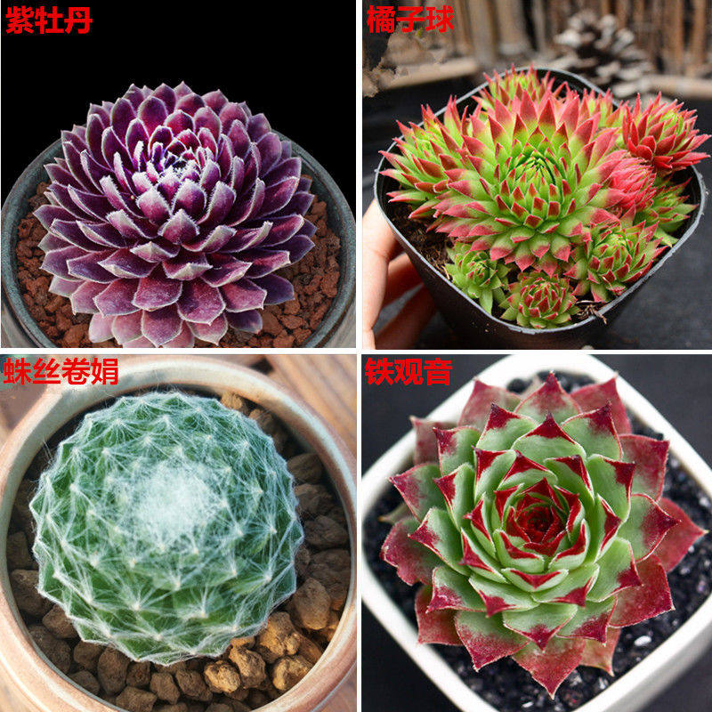 肉肉多肉植物组合盆栽绿植花卉室内含盆带土30颗套餐特价清仓大颗