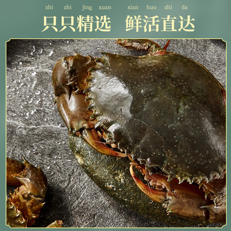 【活鲜】 越南青蟹 保活到家鲜活大螃蟹鲜活蟹类母蟹大红膏蟹肉蟹 公母搭配2斤共3-5只