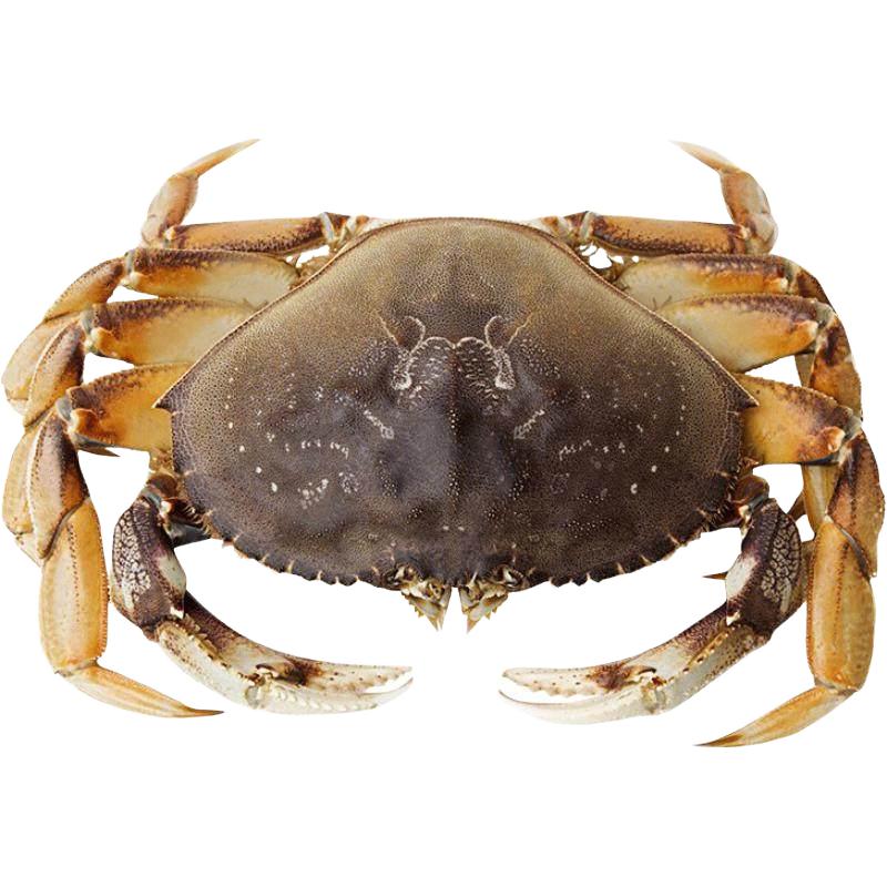 渔传播 FISHERY PROPAGATION 加拿大珍宝蟹太子蟹单只1.2斤大螃蟹鲜活水产