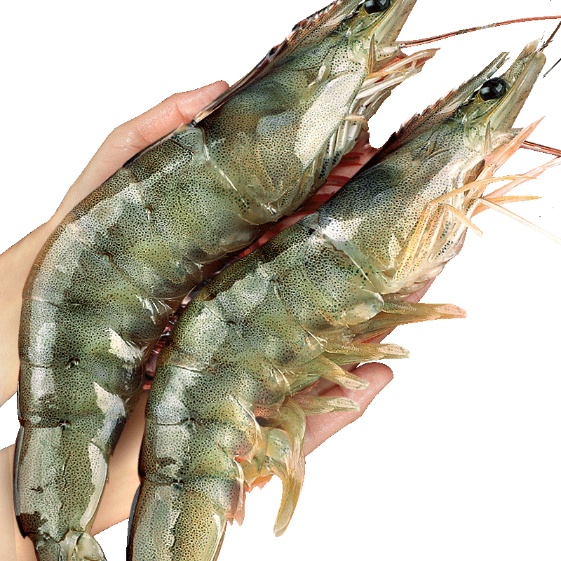 厄瓜多尔白虾大虾鲜活速冻盐冻2030南美白虾基围虾海虾对年货海鲜