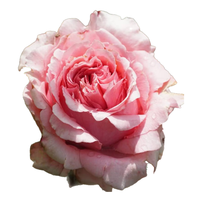 虹越（HONGYUE）花园月季盆栽苗大苗 庭院花园月季观赏装饰花卉植物TX 【多季开花】安索菲比克/碧克（2加仑盆栽大苗）