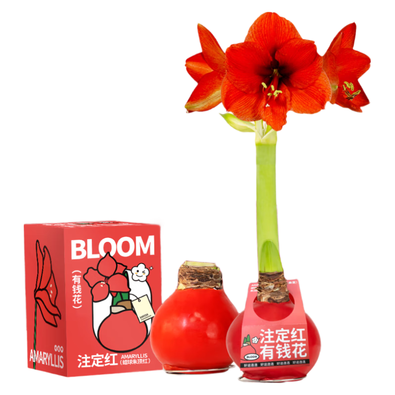  京东鲜花 源头直发 朱顶红礼盒