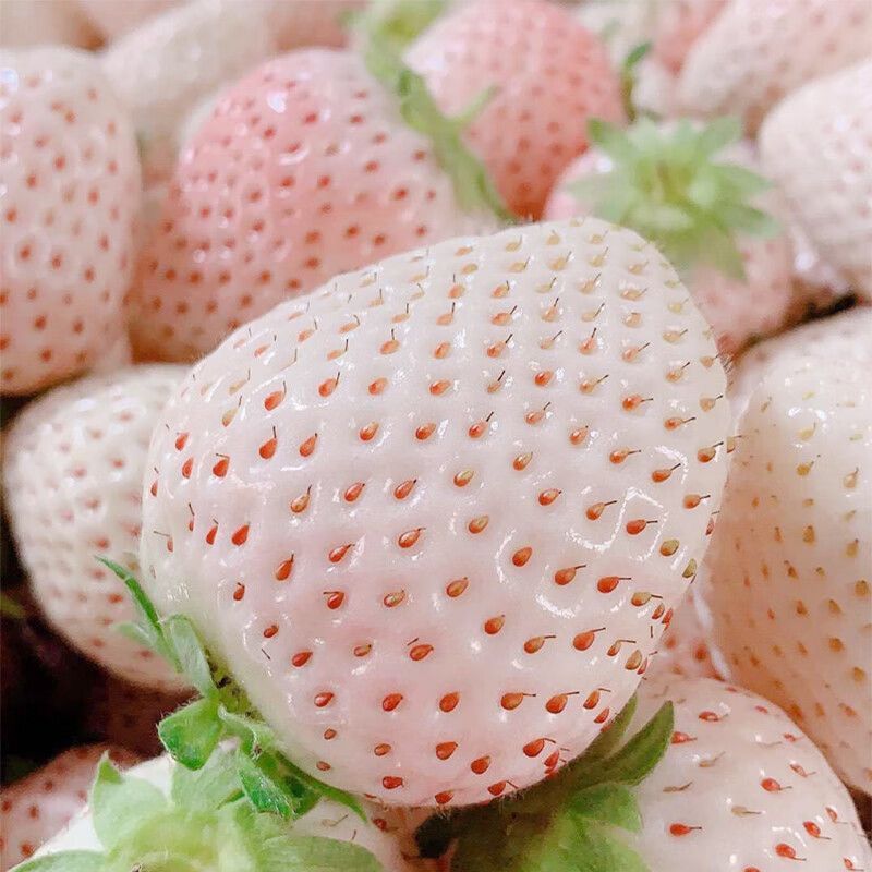 【枝纯】淡雪白草莓礼盒装新鲜水果白雪公主草莓圣诞