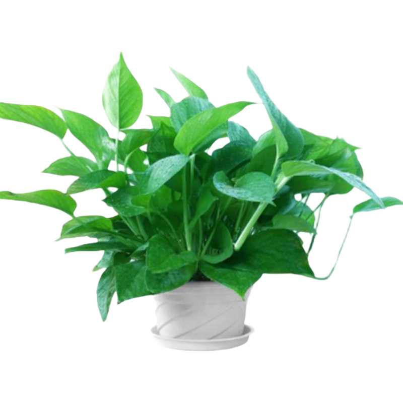 绿萝室内盆栽办公室绿植四季花卉桌面盆栽客厅植物绿植盆 栽好 小绿萝一盆40颗左右 +送脱钩+托盘