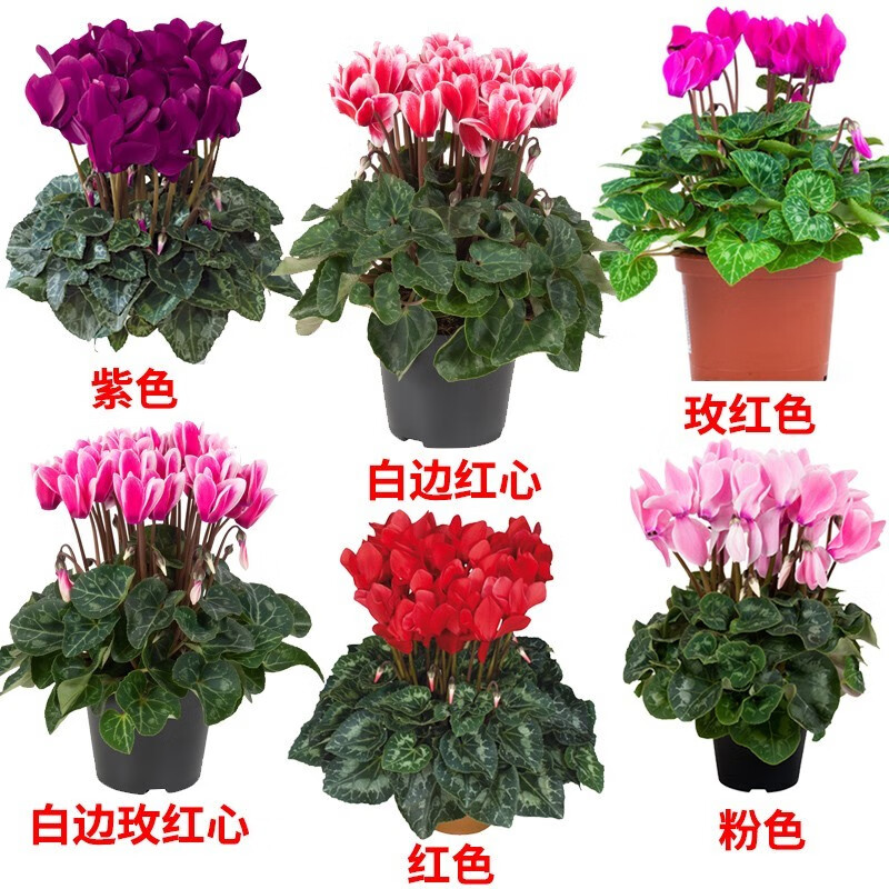 仙客来盆栽室内花卉重瓣迎客来大花苗观花植物 仙客来（原盆）
