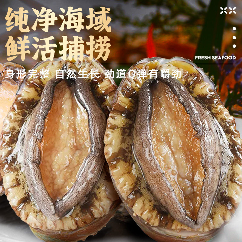 【包活】鲍鱼鲜活海鲜水产新鲜超大特大活鲍鱼生鲜小干鲍食材