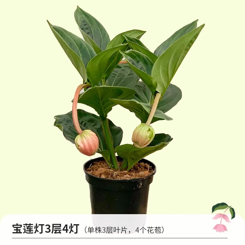 虹越（HONGYUE）高级盆花宝莲灯盆栽苗 长花期室内高端观叶观花植物 宝莲灯（3层4头）