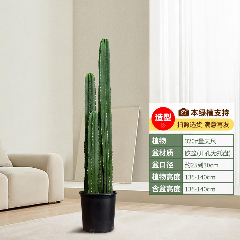  手耕田 好养活 量天尺仙人柱 盆