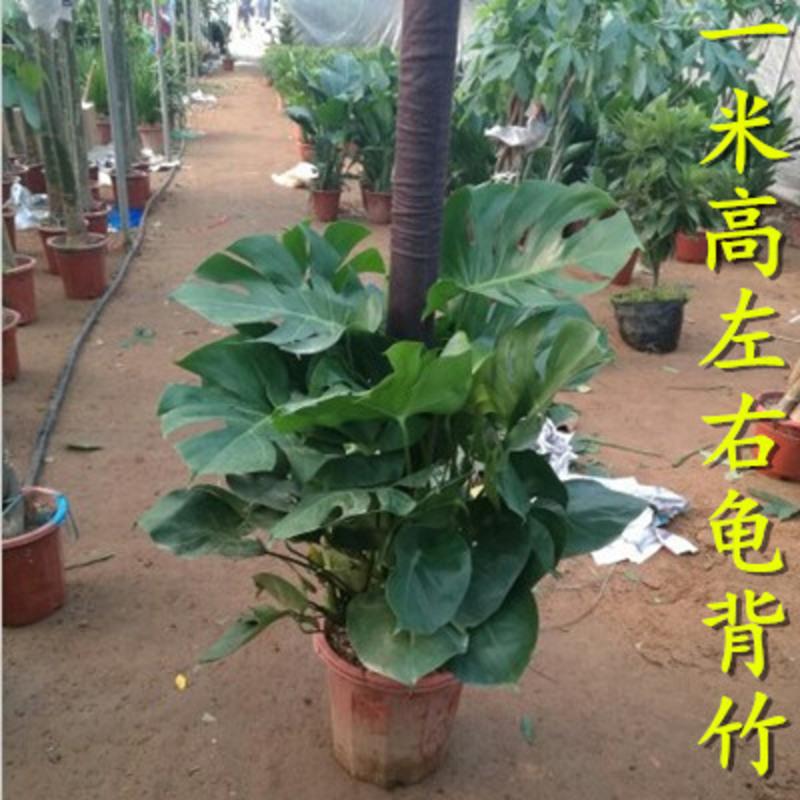  月娥 水培 龟背竹