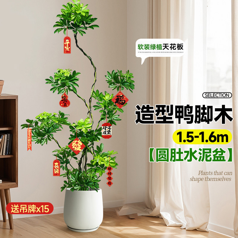 子乐湾 净化空气 鸭脚木盆栽