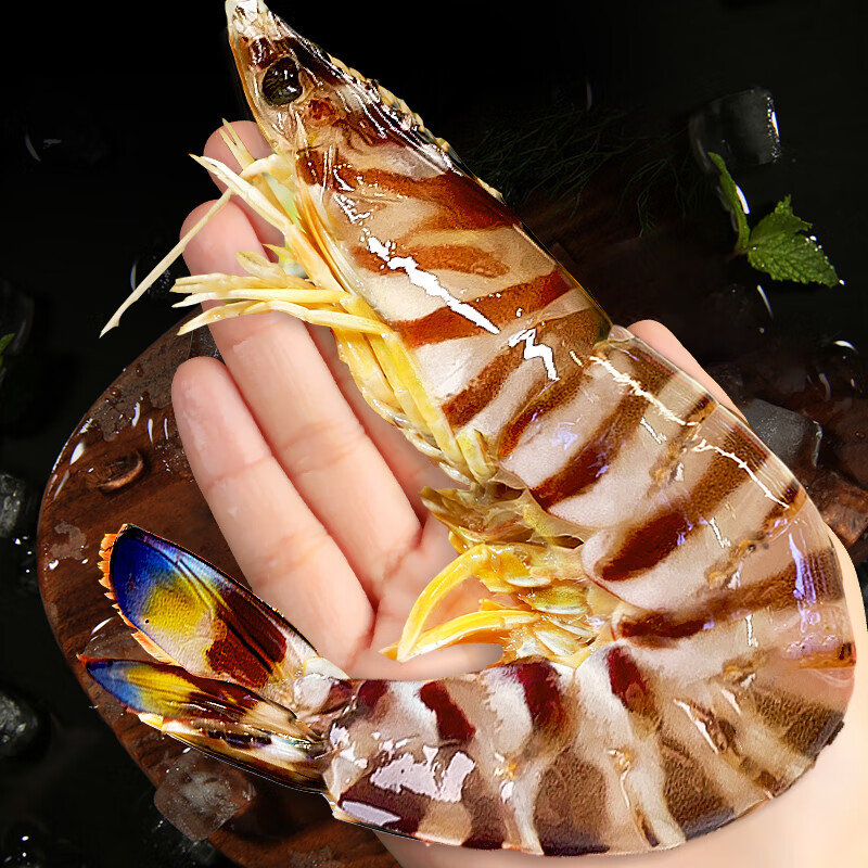  缤鲜 鲜活 竹节虾 10-14cm【30-40只】 500g(净重)