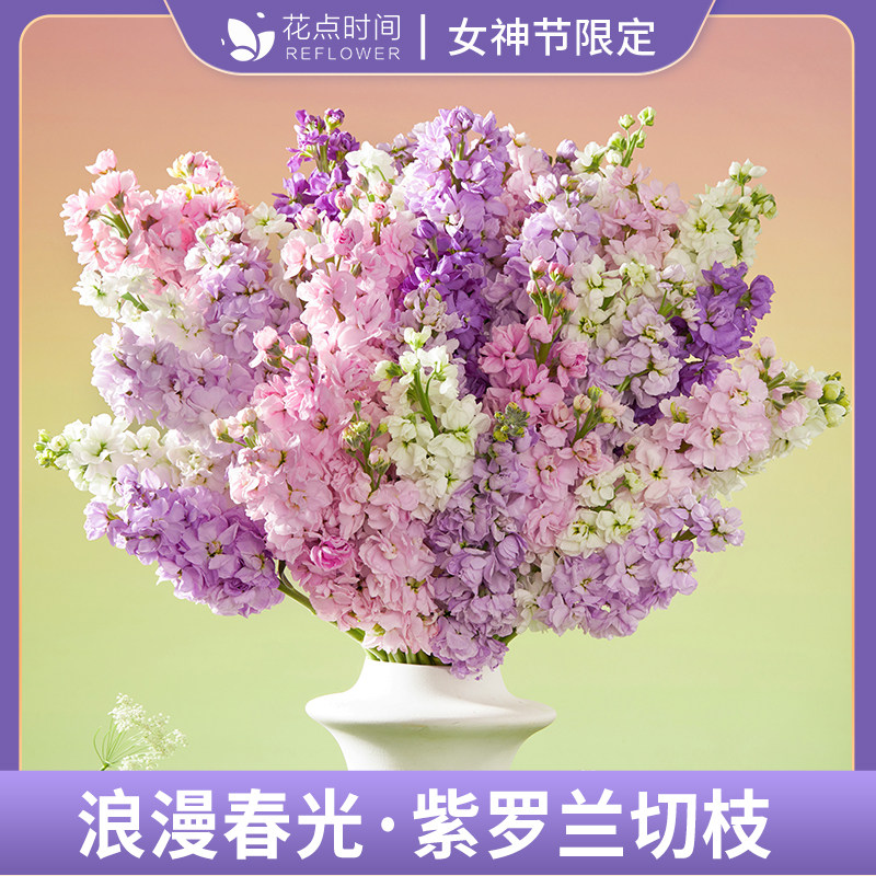  REFLOWER/花点时间 水培好养易活 紫罗兰鲜花