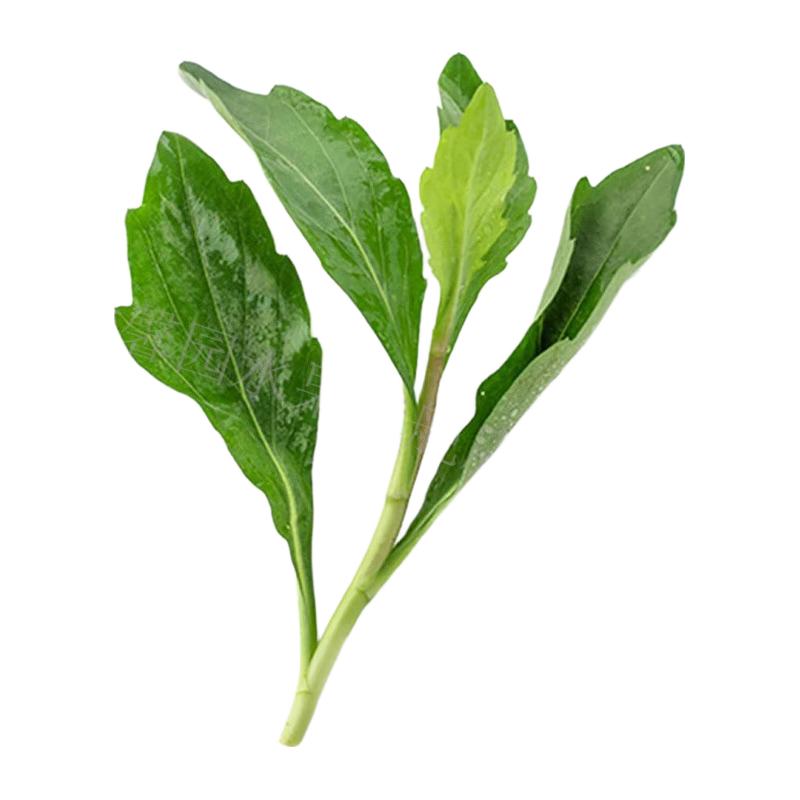  赣馨园 野生马兰头