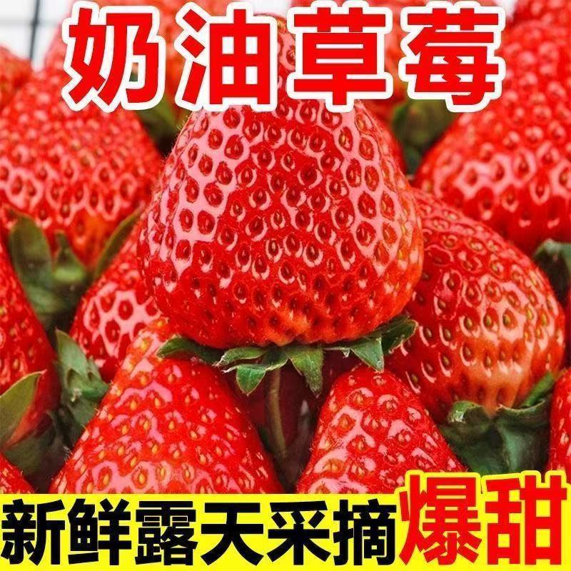  FRUITFUL JIKE/硕果吉客 新鲜 草莓
