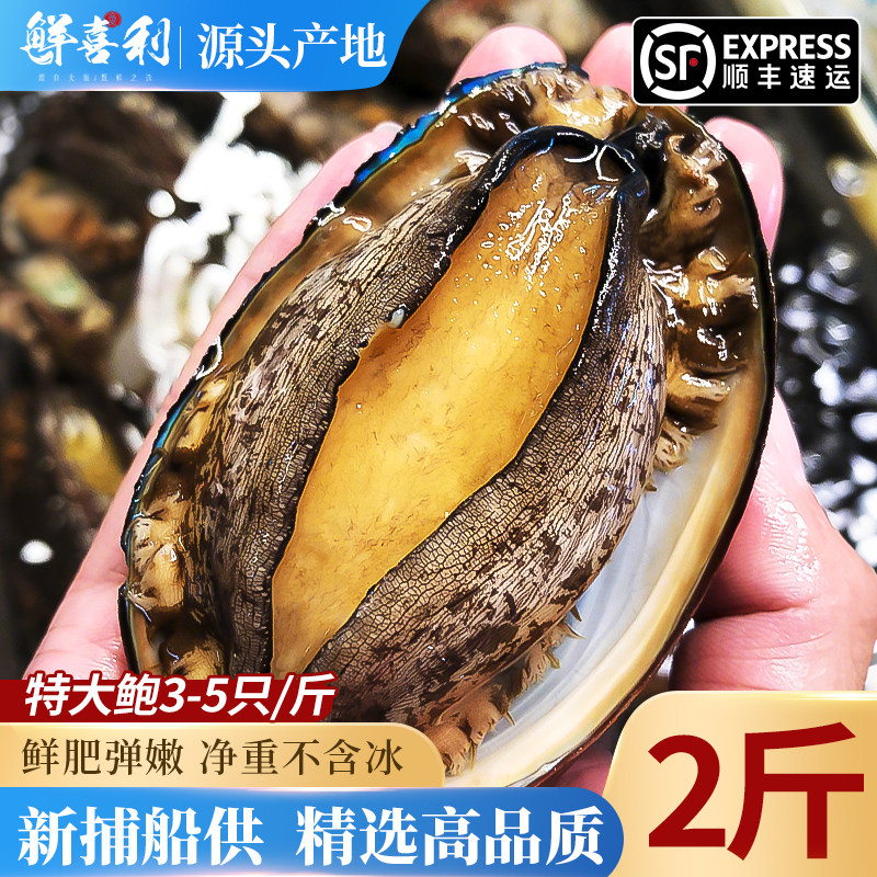  鲜喜利 鲜活 鲍鱼