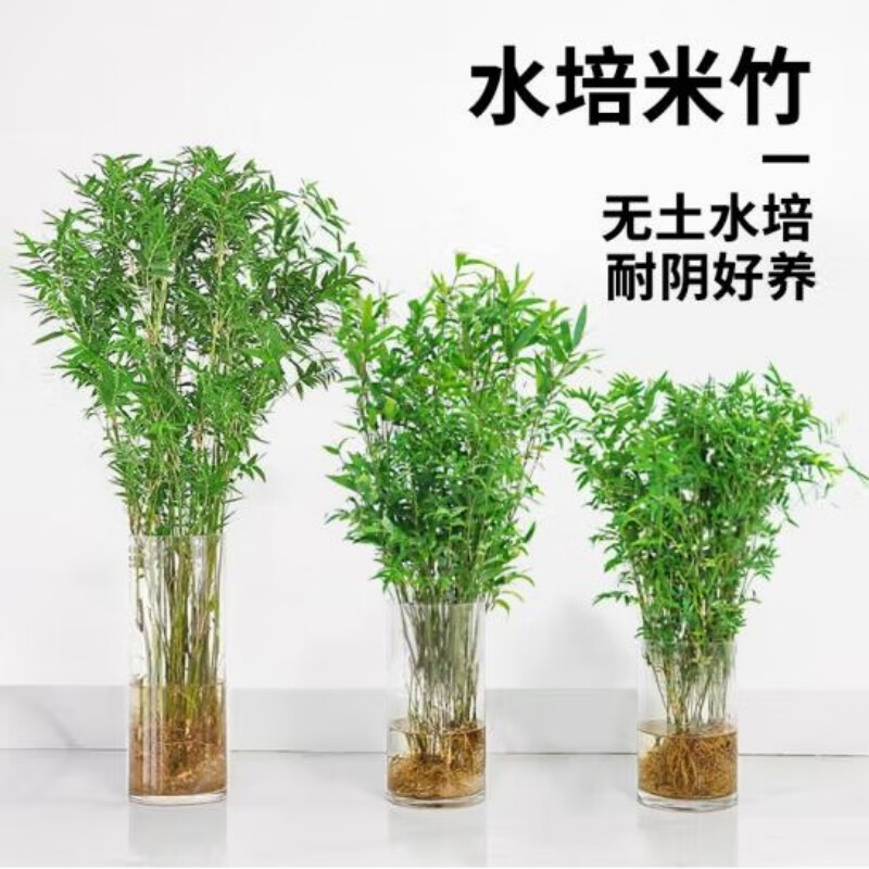  意轩 水培 竹子盆栽 10根水培米竹（不含瓶）高度46-60cm左右