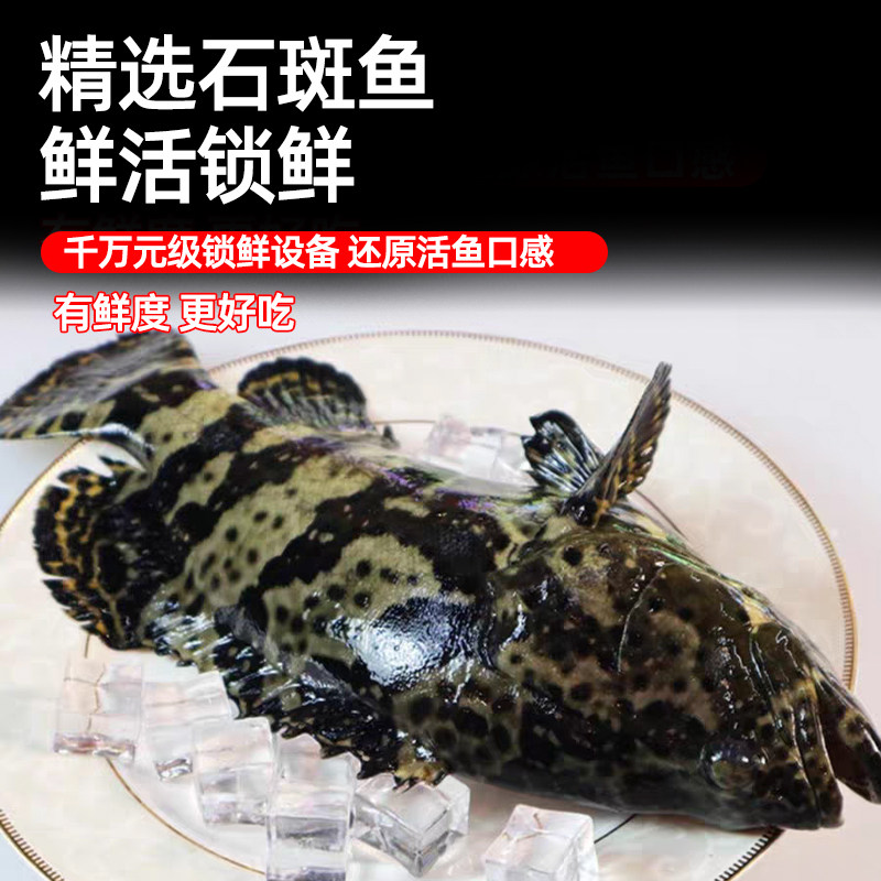  缤鲜 野生 石斑鱼
