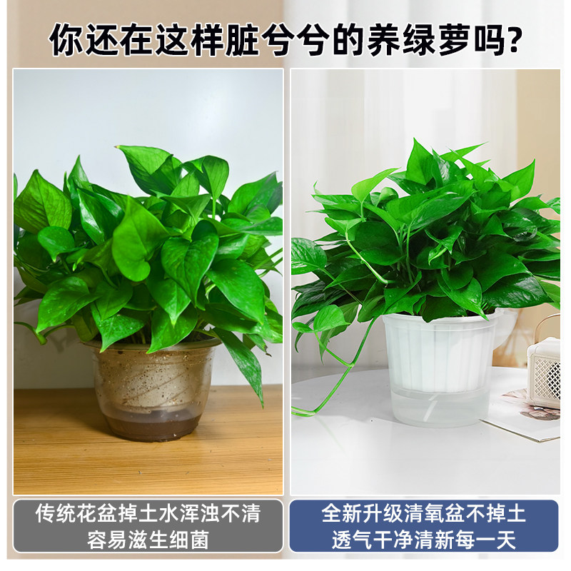  牵鲜 保温 绿萝盆栽