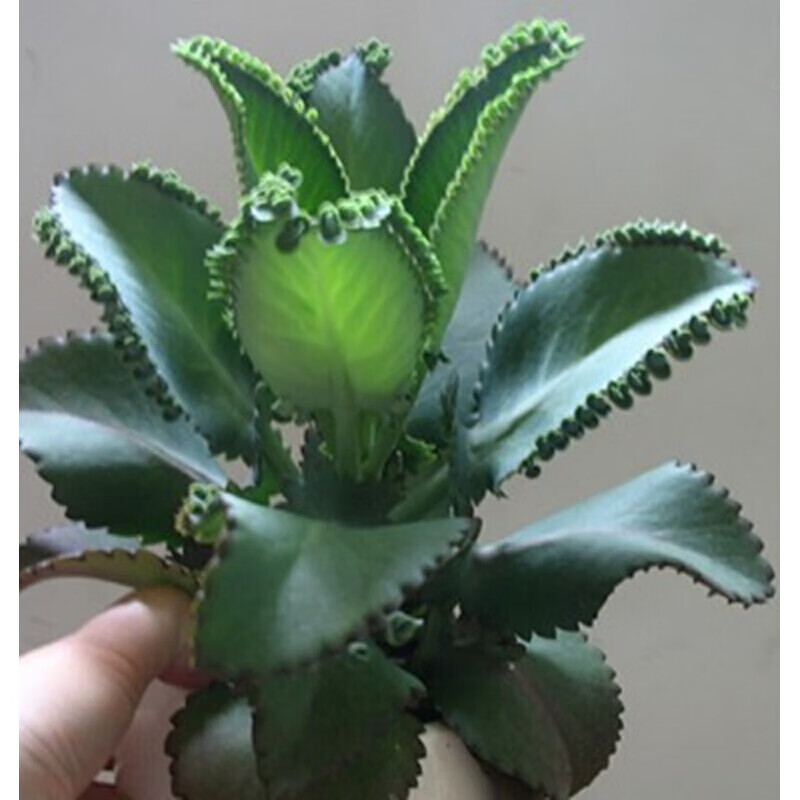  月娥 多肉植物