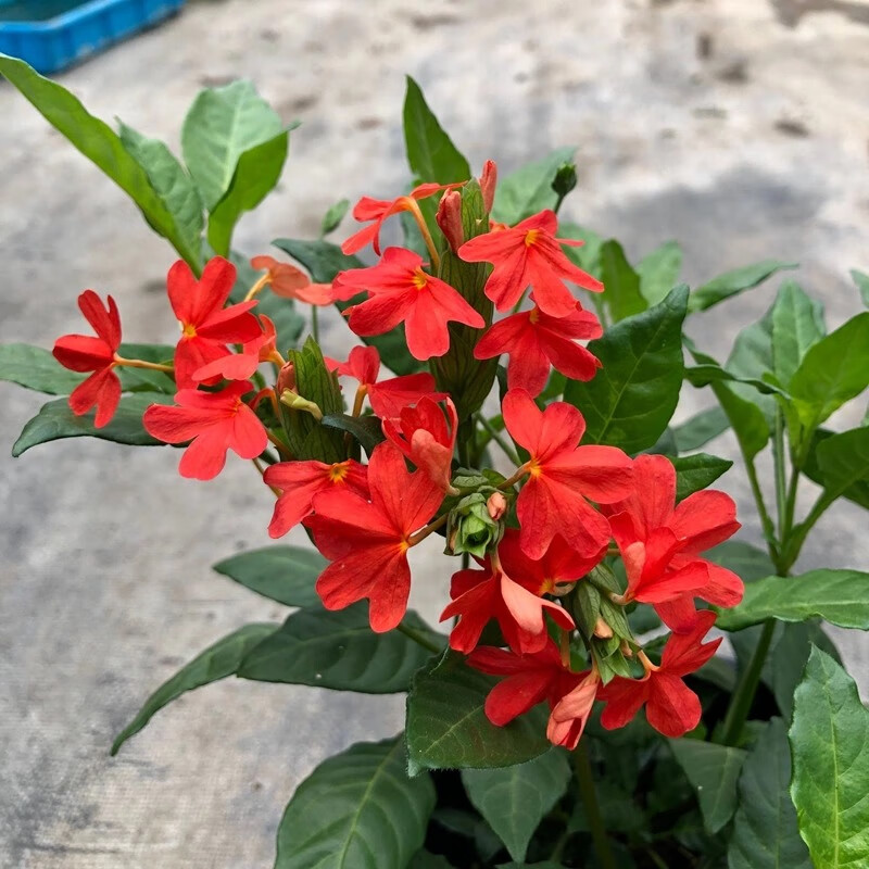  泰西丝 耐热 鸟尾花盆栽