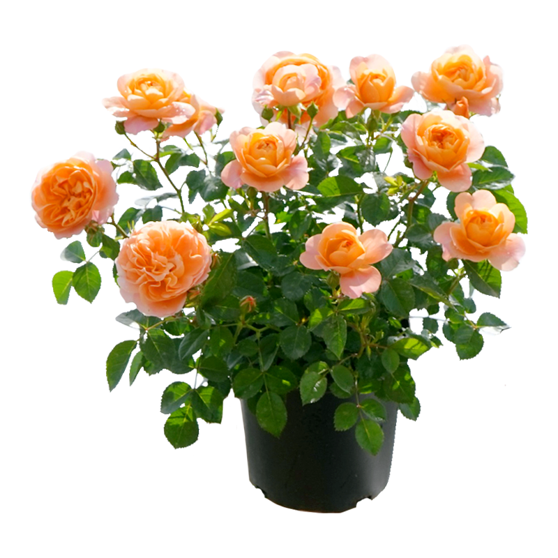  海蒂的花园 多季开花 月季花卉盆栽 月季蓝色风暴15cm盆