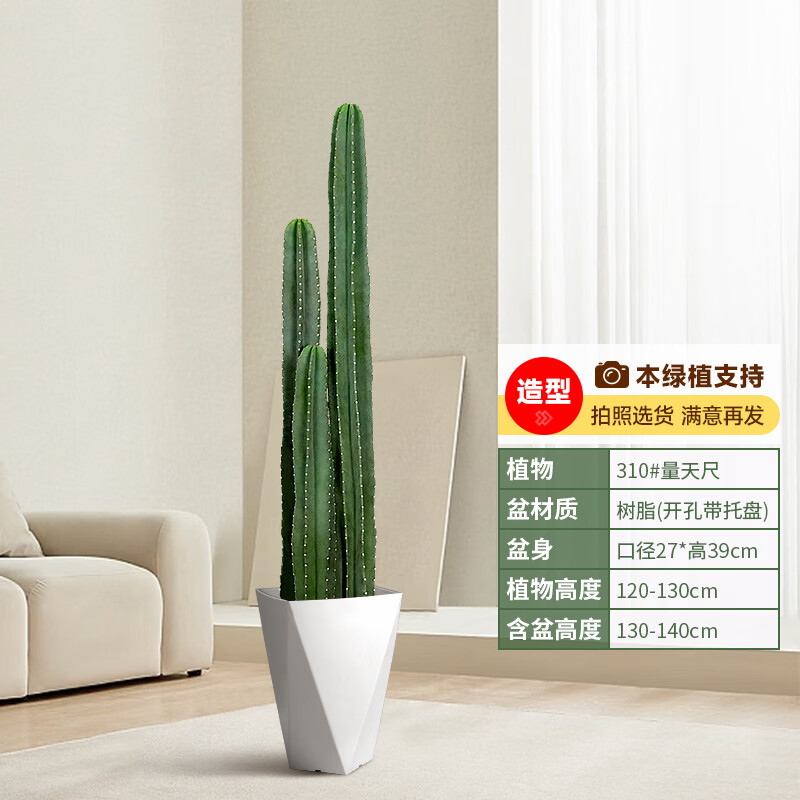  手耕田 好养活 仙人掌盆栽 盆