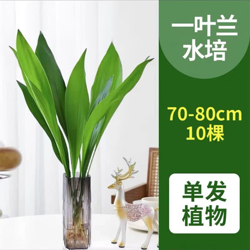  爱你一万年 一叶兰