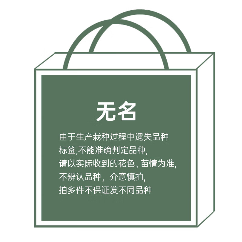  海蒂的花园 耐寒耐热 圆锥绣球花卉盆栽