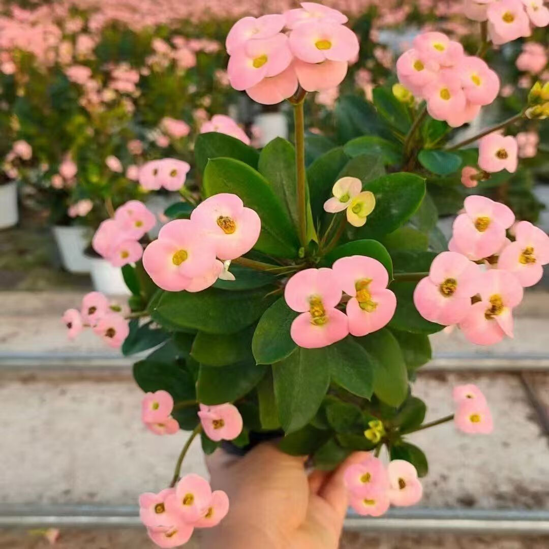  御春阁 花期长 观花植物