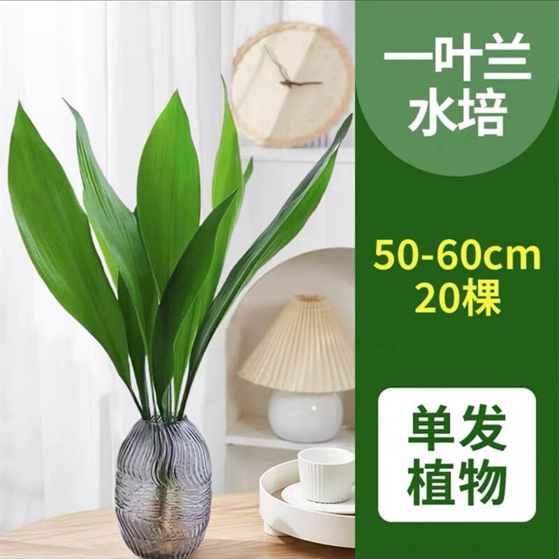  爱你一万年 水培 一叶兰
