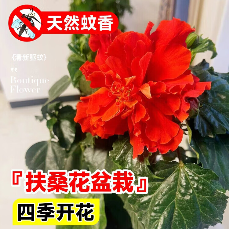 壹植 扶桑花盆栽 重瓣带花苞 红色 2-3色 朱槿 室内阳台庭院绿植