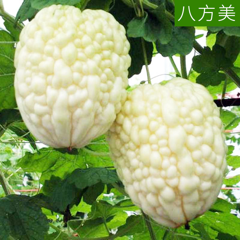  八方美 可生吃 苦瓜 500g