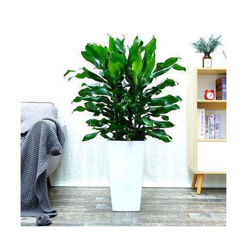  手耕田 四季常青 螺纹铁植物