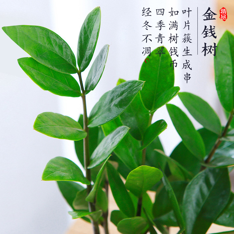  爱你一万年 金钱树盆栽