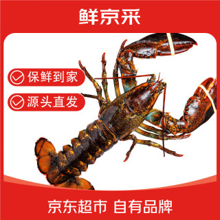 鲜京采 鲜活波士顿龙虾 净重400-500g/只