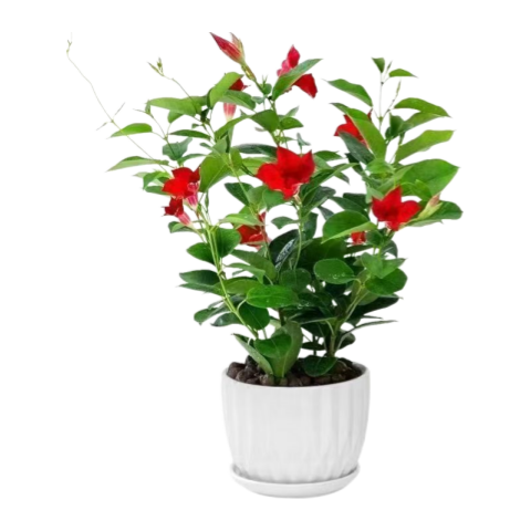  种花迷 开花 绿植盆栽