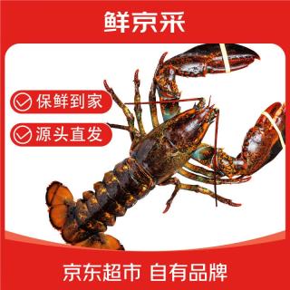 鲜京采 鲜活波士顿龙虾 净重400-500g/只 源头直发 保活到家