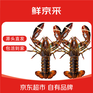 鲜京采 Xianjingcai 鲜京采 波士顿龙虾 400-500g/只*2只 保活到家