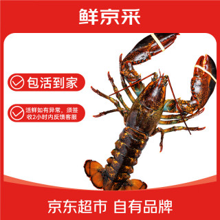 鲜京采 味库海鲜 WECOOK SEAFOOD 加拿大大龙虾 400-500g