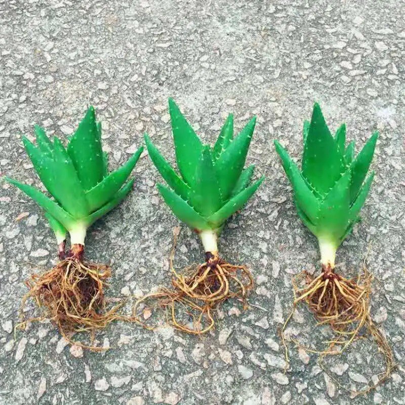 景月 芦荟盆栽 室内绿植