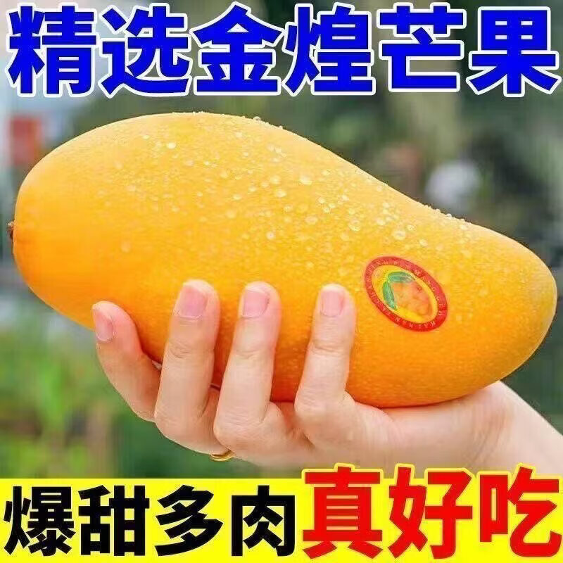 爆料鲜丰 海南金煌芒
