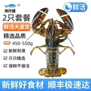 渔传播 鲜活波士顿大龙虾新鲜波龙活虾