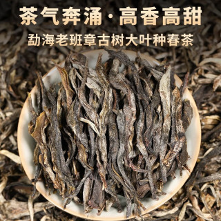 勐洛小寨 2024冰岛老班章薄荷塘昔归古树生普洱茶散茶 250克