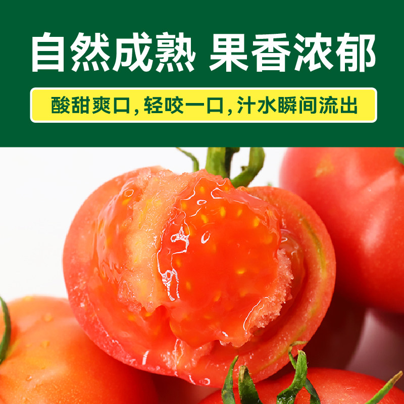 绿行者 普罗旺斯番茄 生吃沙瓤 500g 蔬菜