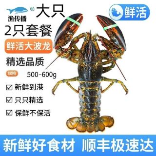 渔传播 鲜活波士顿大龙虾新鲜波龙活虾