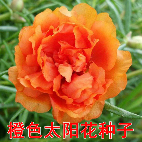 玮艺 太阳花种子 重瓣混色易活 橙色3万粒