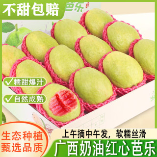 译蒙之味 广东红心芭乐奶油软糯香甜番石榴胭脂红新鲜水果整箱 1斤红心芭乐精选果